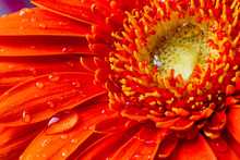 Red Gerbera Flower With Water Droplets