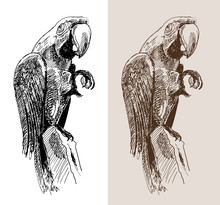 Original Artwork Parrot, Black Sketch Drawing Bird
