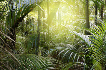 Poster - Tropical jungle forest light