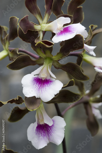 orchid-encyclia-randii