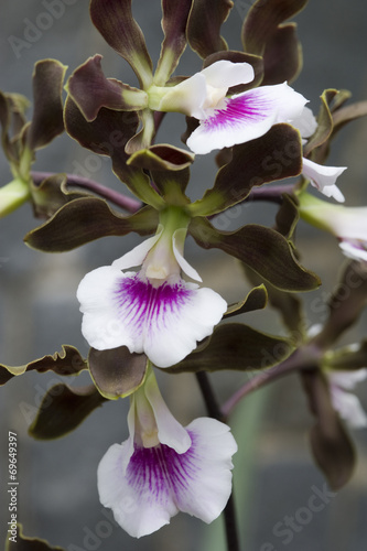 Naklejka - mata magnetyczna na lodówkę Orquídea Encyclia randii