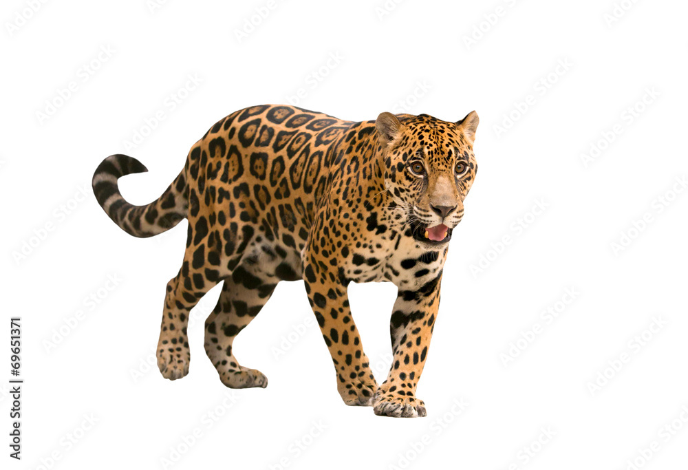 jaguar ( panthera onca ) isolated - obrazy, fototapety, plakaty 