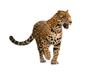 jaguar ( panthera onca ) isolated