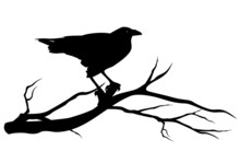 Raven Bird On Tree Branch