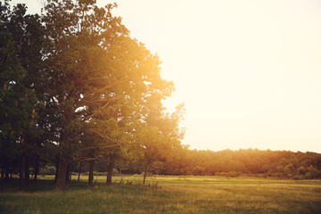 Sticker - Autumn forest