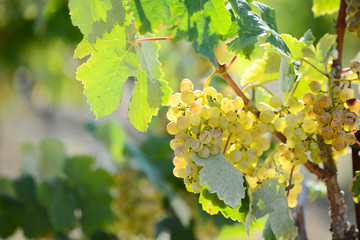  white ripe grapes on vine vineyard countryside ready for harvest