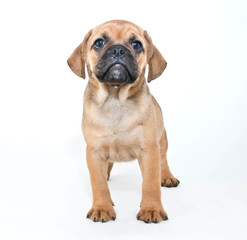 Wall Mural - Puggle Puppy