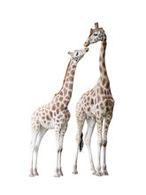 Two Standing Giraffes With Clipping Path