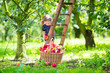 © famveldman - Little girl in an apple garden