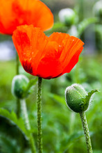 Closeup Of The Blooming Red Poppy Flowers And Poppy Buds