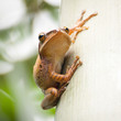 Frog resting at tree