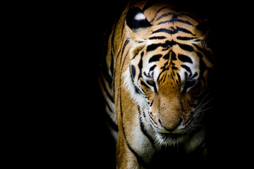 Fototapete - Tiger