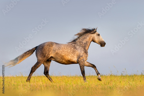 Naklejka dekoracyjna Beautiful grey horse running on the meadow