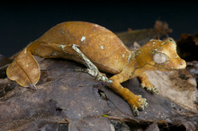 Leaf-tailed Gecko / Uroplatus Phantasticus