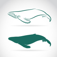 Wall Mural - Vector image of whale on white background