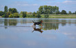 © graphlight - Chien se baignant dans l'eau