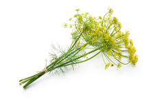 Dill Isolated On White