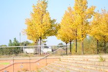 Yellow Poplar Autumn Day
