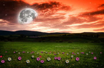 Wall Mural - Flower field in the night.