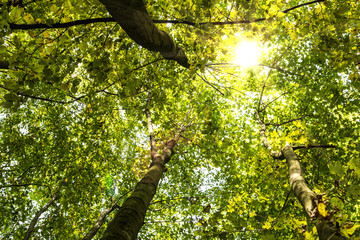 Poster - forest