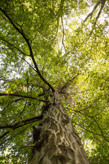 Poster - forest