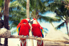 Couple Of Red Parrots Sitting On Perch