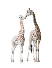 Two Standing Giraffes
