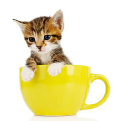 Wall Mural - Cute little kitten in cup isolated on white