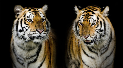 Wall Mural - Twin tigerr. (And you could find more animals in my portfolio.)
