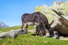 The Black Donkey Feeds By Grass On Mountain Slope