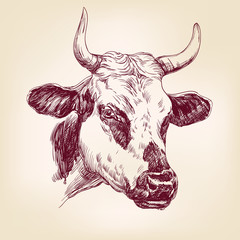 cow hand drawn vector llustration realistic sketch