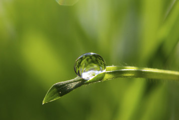 Wall Mural - drop on grass