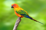 Sun Conure parrot bird