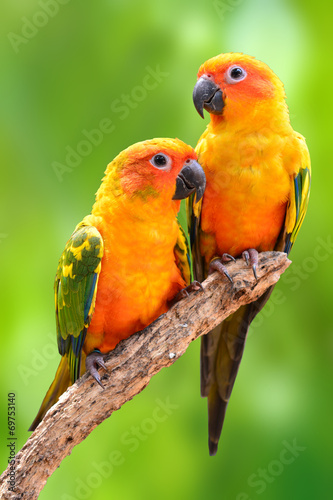 Naklejka - mata magnetyczna na lodówkę Sun Conure parrot bird