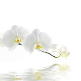Fototapeta Panele - Beautiful fresh orchid with water reflection