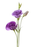 light purple flowers isolated on white. eustoma