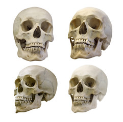 Wall Mural - set of four human skull isolated on white