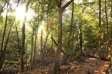 Poster - forest