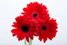 Red Gerbera Daisy Flower