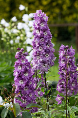 Wall Mural - Purple Delphinium Flower in Garden