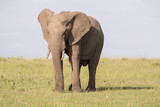Fototapeta Sawanna - éléphant dans le Bush du Maasaï Mara