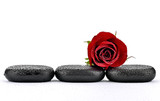 Fototapeta Kamienie - Róża na kamieniach bazaltowych