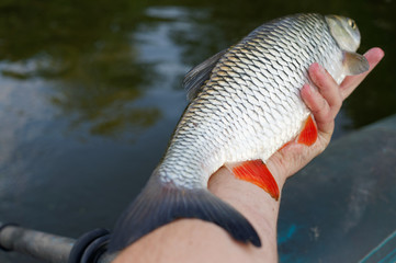 Big chub in fisherman's hand