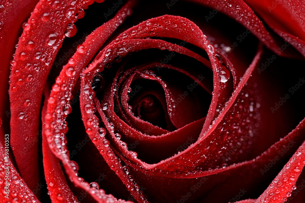 Zbliżenie czerwonej mokrej róży - obrazy, fototapety, plakaty 