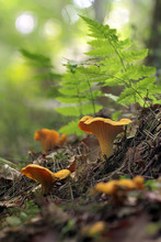 Cantharellus Cibarius, Commonly Known As The Chanterelle