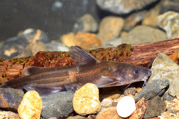 Sticker - Forktail bullhead catfish (Pelteobagrus nudiceps) in Japan