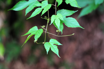 Leaves-2