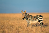 Fototapeta Zebra - Cape Mountain Zebra in grassland