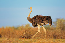 Female Ostrich, Kalahari Desert