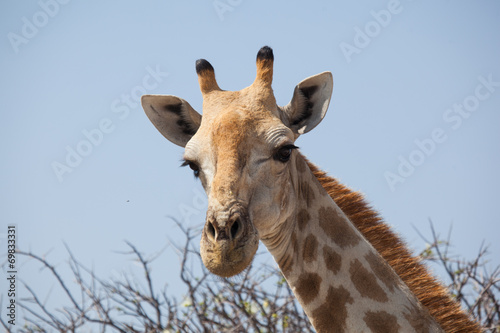 Naklejka na drzwi Ritratto di giraffa Namibia
